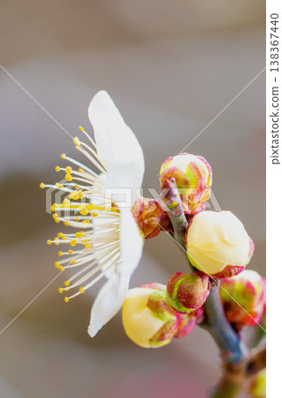 The wildflowers around the house, a variety of seasons, beautiful little flowers have bloomed in the early spring countryside, white plum blossoms announcing the arrival of spring. The wildflowers around the house, a variety of seasons, beautiful little flowers have bloomed in the early spring countryside, white plum blossoms announcing the arrival of spring. 138367440