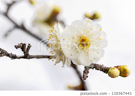 The wildflowers around the house, a variety of seasons, beautiful little flowers have bloomed in the early spring countryside, white plum blossoms announcing the arrival of spring. The wildflowers around the house, a variety of seasons, beautiful little flowers have bloomed in the early spring countryside, white plum blossoms announcing the arrival of spring. 138367441
