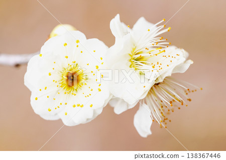The wildflowers around the house, a variety of seasons, beautiful little flowers have bloomed in the early spring countryside, white plum blossoms announcing the arrival of spring. The wildflowers around the house, a variety of seasons, beautiful little flowers have bloomed in the early spring countryside, white plum blossoms announcing the arrival of spring. 138367446