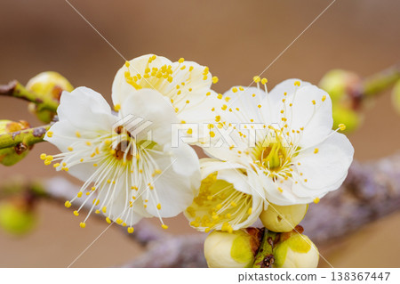 The wildflowers around the house, a variety of seasons, beautiful little flowers have bloomed in the early spring countryside, white plum blossoms announcing the arrival of spring. The wildflowers around the house, a variety of seasons, beautiful little flowers have bloomed in the early spring countryside, white plum blossoms announcing the arrival of spring. 138367447