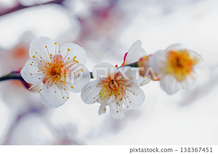 The wildflowers around the house, a variety of seasons, beautiful little flowers have bloomed in the early spring countryside, white plum blossoms announcing the arrival of spring. The wildflowers around the house, a variety of seasons, beautiful little flowers have bloomed in the early spring countryside, white plum blossoms announcing the arrival of spring. 138367451