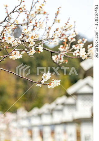 The wildflowers around the house, a variety of seasons, beautiful little flowers have bloomed in the early spring countryside, white plum blossoms announcing the arrival of spring. 138367461