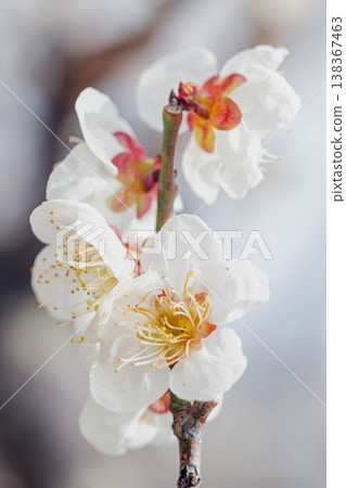 房子周圍的野花,四季更迭,早春的鄉村裡盛開著美麗的小花,白色的梅花宣告著春天的到來。 房子周圍的野花,四季更迭,早春的鄉村裡盛開著美麗的小花,白色的梅花宣告著春天的到來。 138367463