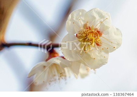 房子周圍的野花，四季更迭，早春的鄉村裡盛開著美麗的小花，白色的梅花宣告著春天的到來。 138367464