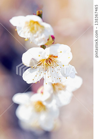 房子周圍的野花，四季更迭，早春的鄉村裡盛開著美麗的小花，白色的梅花宣告著春天的到來。 138367465