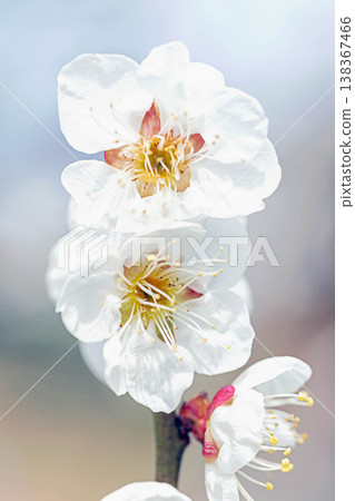 房子周圍的野花,四季更迭,早春的鄉村裡盛開著美麗的小花,白色的梅花宣告著春天的到來。 房子周圍的野花,四季更迭,早春的鄉村裡盛開著美麗的小花,白色的梅花宣告著春天的到來。 138367466