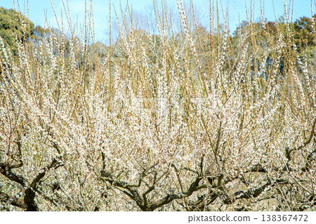 房子周圍的野花，四季更迭，早春的鄉村裡盛開著美麗的小花，白色的梅花宣告著春天的到來。 138367472