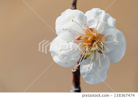 房子周圍的野花,四季更迭,早春的鄉村裡盛開著美麗的小花,白色的梅花宣告著春天的到來。 房子周圍的野花,四季更迭,早春的鄉村裡盛開著美麗的小花,白色的梅花宣告著春天的到來。 138367474