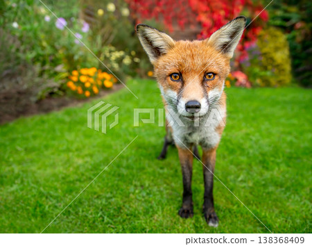 Portrait of a curious red fox standing on a green grass in urban garden Portrait of a curious red fox standing on a green grass in urban garden 138368409