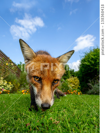 Portrait of a curious red fox standing on a green grass in urban garden 138368418