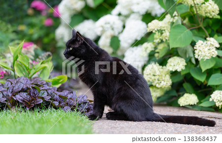 Black cat among white hydrangeas in a vibrant flower garden Black cat among white hydrangeas in a vibrant flower garden 138368437