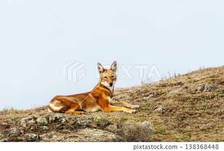 Rare endangered Ethiopian Wolf (Canis simensis) resting in highland grasslands 138368448