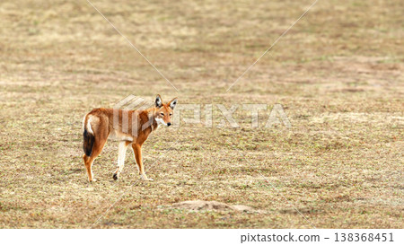 Rare endangered Ethiopian Wolf (Canis simensis) foraging in highland grasslands 138368451