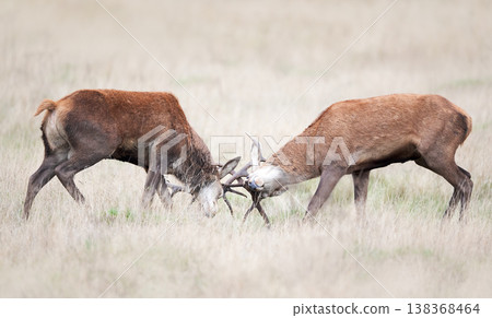 Two red deer stags fighting during rut in autumn 138368464