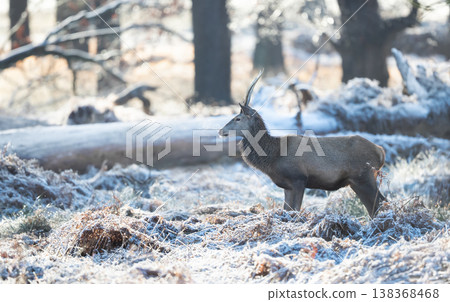Red deer stag standing in frosty winter meadow 138368468