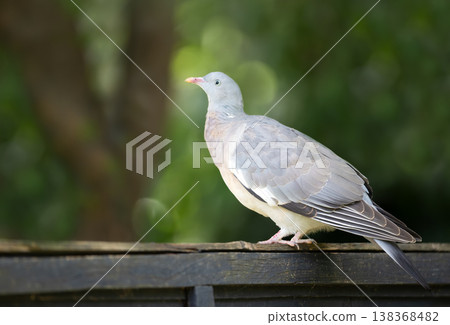 Portrait of common wood pigeon perched on wooden garden fence Portrait of common wood pigeon perched on wooden garden fence 138368482