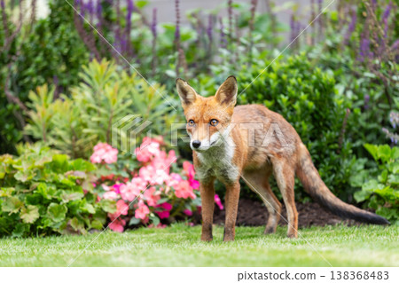 Wild young red fox standing on green grass in a garden surrounded by vibrant flowers 138368483