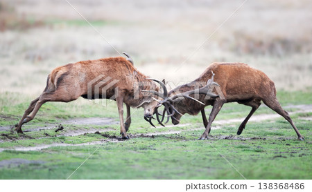 Two red deer stags fighting during rut in autumn Two red deer stags fighting during rut in autumn 138368486