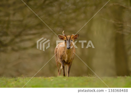 Male Reeves's Muntjac deer standing in meadow 138368488