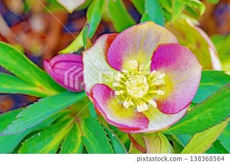 Flowers around the house, various seasonal plants, colorful early spring flowers, colorful Christmas roses enduring the cold wind and blooming Flowers around the house, various seasonal plants, colorful early spring flowers, colorful Christmas roses enduring the cold wind and blooming 138368564