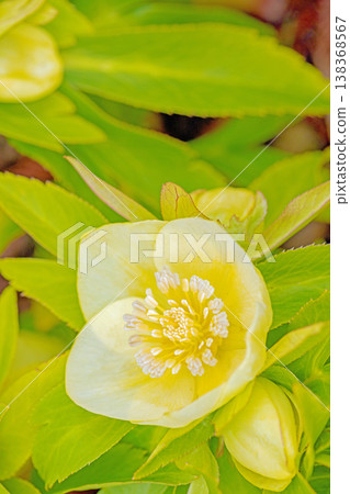 Flowers around the house, various seasonal plants, colorful early spring flowers, colorful Christmas roses enduring the cold wind and blooming Flowers around the house, various seasonal plants, colorful early spring flowers, colorful Christmas roses enduring the cold wind and blooming 138368567