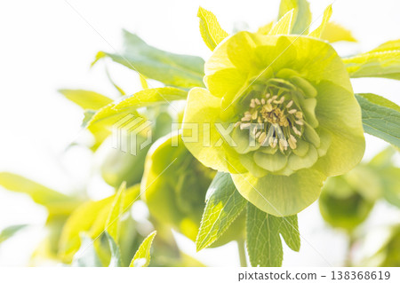 Flowers around the house, various seasonal plants, colorful early spring flowers, colorful Christmas roses enduring the cold wind and blooming 138368619