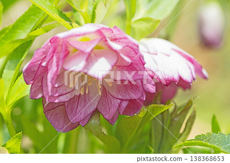 Flowers around the house, various seasonal plants, colorful early spring flowers, colorful Christmas roses enduring the cold wind and blooming Flowers around the house, various seasonal plants, colorful early spring flowers, colorful Christmas roses enduring the cold wind and blooming 138368653