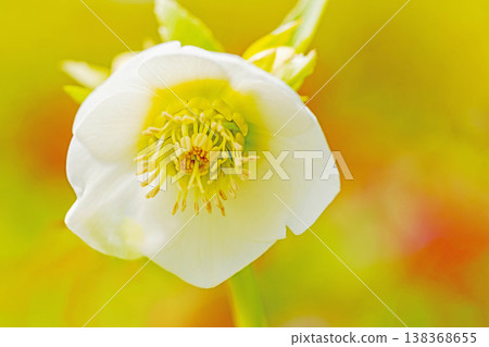 Flowers around the house, various seasonal plants, colorful early spring flowers, colorful Christmas roses enduring the cold wind and blooming Flowers around the house, various seasonal plants, colorful early spring flowers, colorful Christmas roses enduring the cold wind and blooming 138368655