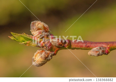 Spring branch with buds on a blurred background. Springtime. 138368882