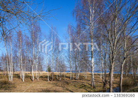 Early spring birch grove in Latvia with meadow, water reflections and clear blue sky landscape Early spring birch grove in Latvia with meadow, water reflections and clear blue sky landscape 138369160
