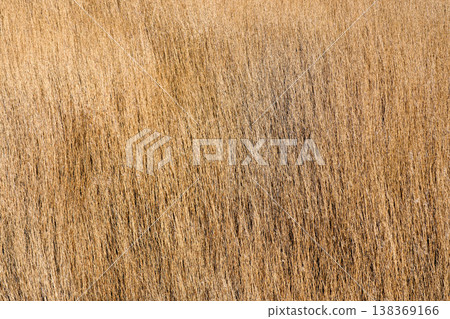 Dry golden reed texture background in early spring natural pattern Latvia wetland landscape 138369166