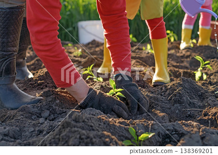 A woman plants plant seedlings in the soil with her children in the garden. The girls are watering the Vegetable garden A woman plants plant seedlings in the soil with her children in the garden. The girls are watering the Vegetable garden 138369201