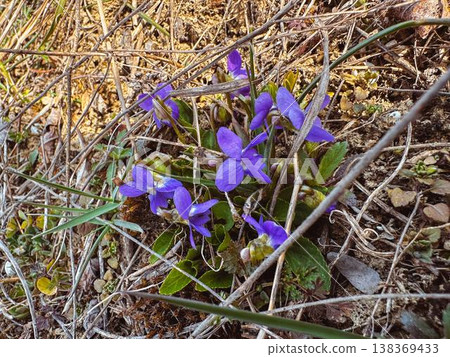 spring flowers in the forest spring flowers in the forest 138369433