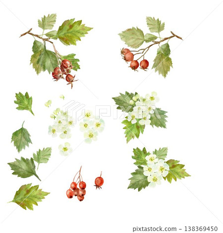 A set of white flowers, red berries, barberry and leaves. Hand-drawn watercolor illustration on an isolated background. A collection of elements for creating botanical compositions and designs. A set of white flowers, red berries, barberry and leaves. Hand-drawn watercolor illustration on an isolated background. A collection of elements for creating botanical compositions and designs. 138369450
