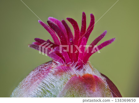 Closeup of a Corylus avellana, the Common Hazel. Here is the female flower in early spring 138369650