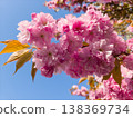 Pink Cherry Blossom Sakura Branches in Full Bloom Against Blue Sky, Spring Season Aesthetics, Soft Floral Nature Background for Wedding Design, Easter and Mother Day 138369734