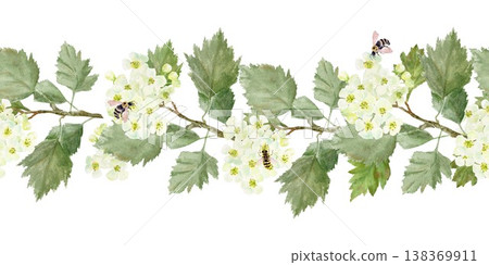 Seamless horizontal border of branches with white barberry flowers and leaves and bees. Hand-drawn watercolor illustration on an isolated background. Botanical clip art for textiles, wrapping paper. Seamless horizontal border of branches with white barberry flowers and leaves and bees. Hand-drawn watercolor illustration on an isolated background. Botanical clip art for textiles, wrapping paper. 138369911