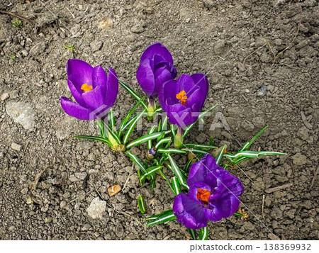 purple crocuses in the garden purple crocuses in the garden 138369932