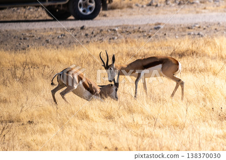Two fighting impalas Two fighting impalas 138370030
