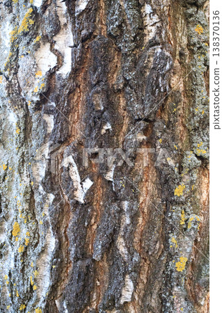 Birch bark with deep vertical cracks and patches of gray lichen. Detailed natural background Birch bark with deep vertical cracks and patches of gray lichen. Detailed natural background 138370136