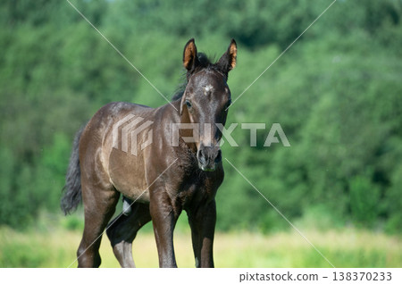 black foal of sportive breed  walking in meadow 138370233