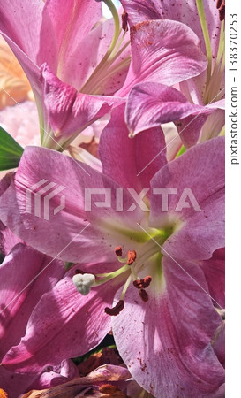 Close-up of pink lilies displaying intricate petal details and vibrant colors, highlighting the natural beauty of flowers in a floral arrangement Close-up of pink lilies displaying intricate petal details and vibrant colors, highlighting the natural beauty of flowers in a floral arrangement 138370253