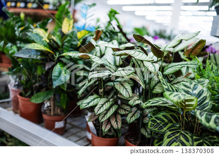 Live Green Home Plants In Pots Live Green Home Plants In Pots 138370308