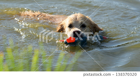 Golden Retriever Dog Swimming In River Golden Retriever Dog Swimming In River 138370320