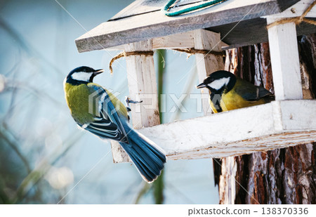 Great Tit And Blue Tit Arriving To Eat Food From Feeder 138370336