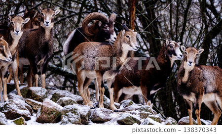 Herd Of Mountain Sheep And Rams In Zoo 138370343
