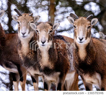 Young Female Mountain Sheep Young Female Mountain Sheep 138370346