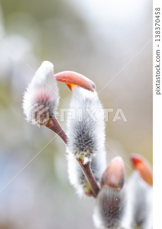 房子周圍的野花，色彩繽紛，在早春清晨的陽光下，沐浴在鄉村水邊的陽光，閃閃發光。 138370458
