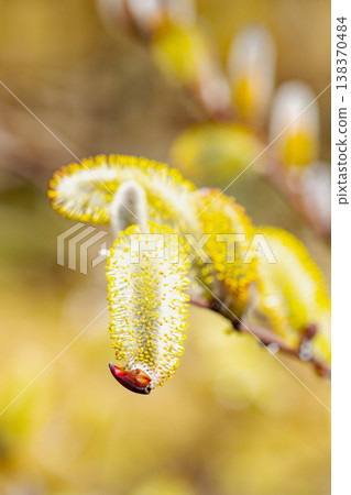 房子周圍的野花，色彩繽紛，在早春清晨的陽光下，沐浴在鄉村水邊的陽光，閃閃發光。 138370484