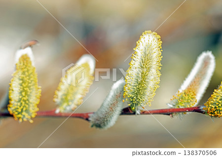 The wildflowers around the house, in all their seasonal colors, shining in the early spring morning sun by the water's edge in the countryside. 138370506